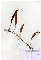 藏品(Cylapharus)的圖片